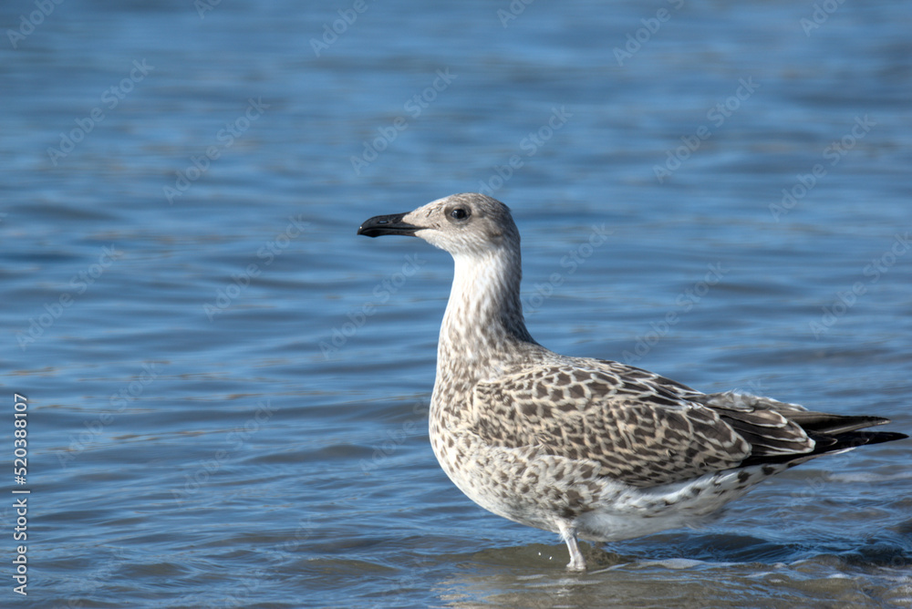 Jeune goéland leucophée (Larus michahellis) Jeune goéland leucophée (Larus michahellis)