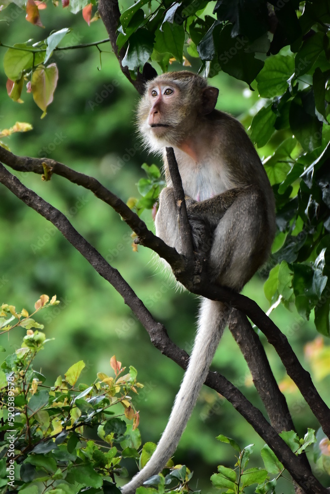Fototapeta premium monkey sitting on a branch