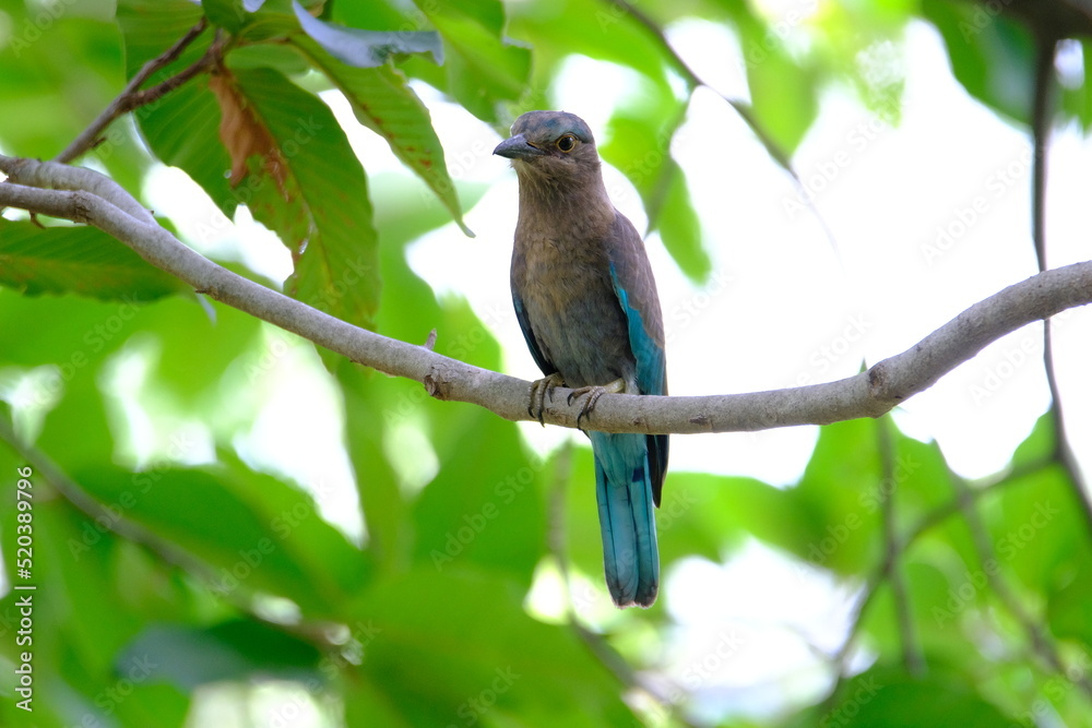 Indian Roller perched on a tree branch. with green leaves is the surrounding background Indian Roller perched on a tree branch. with green leaves is the surrounding background