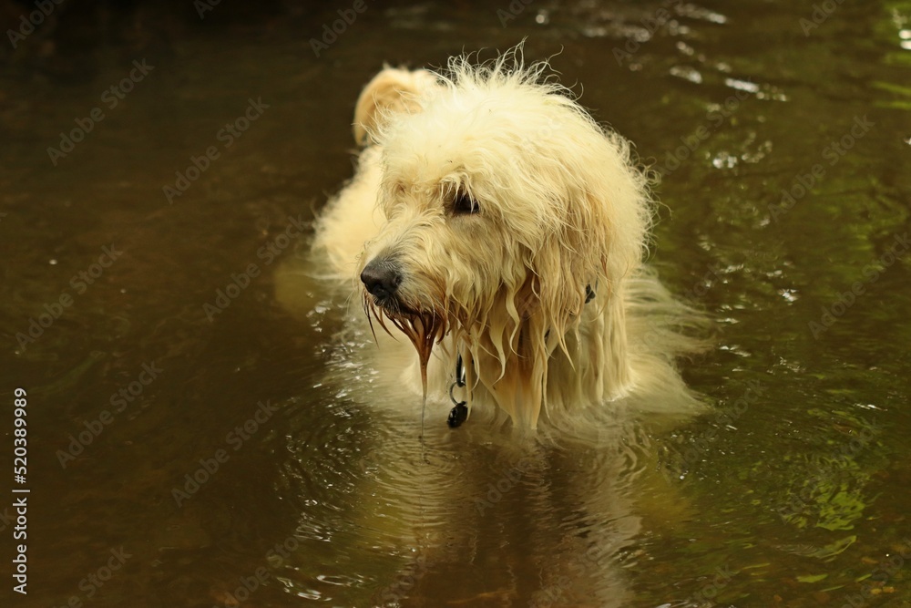 Goldendoodle schwimmt im Bach