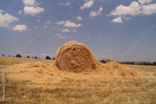 hay bales in the field