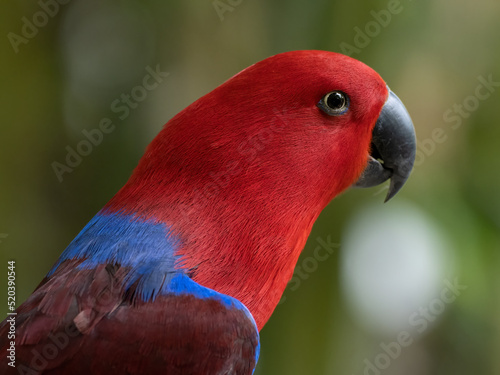 Beautiful Eclectus Parrot bird. photo