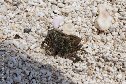 crab on the coral sand