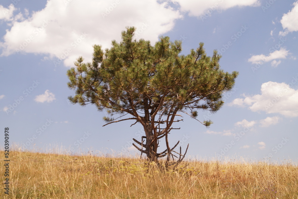 tree on a hill