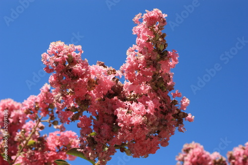 Flower of crape myrtle (Lagerstroemia indica) close-up on a sky background, Greece, Thasos island