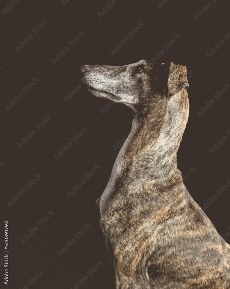 Obraz premium El agradecimiento de un galgo adoptado
