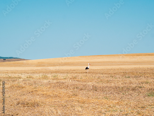 Adult stork walking on a harvesting wheat meadow under the blue sky
