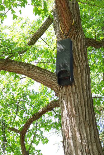 Microbat nestbox, forest bats nestbox, batshouse on a tree photo