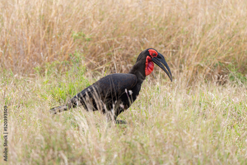 Obraz premium Bucorve du Sud, Grand calao terrestre, Bucorvus leadbeateri, Southern Ground Hornbill