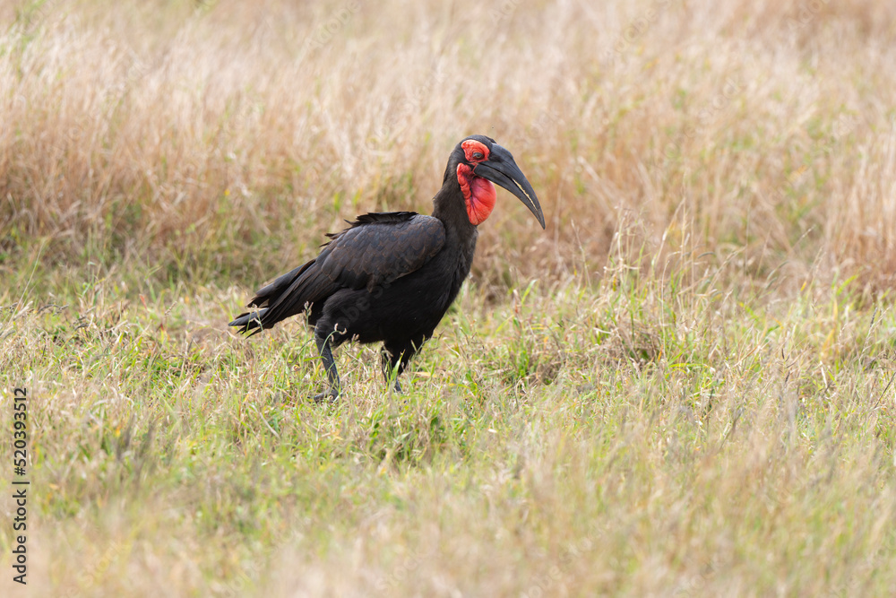 Bucorve du Sud, Grand calao terrestre, Bucorvus leadbeateri, Southern Ground Hornbill Bucorve du Sud, Grand calao terrestre, Bucorvus leadbeateri, Southern Ground Hornbill