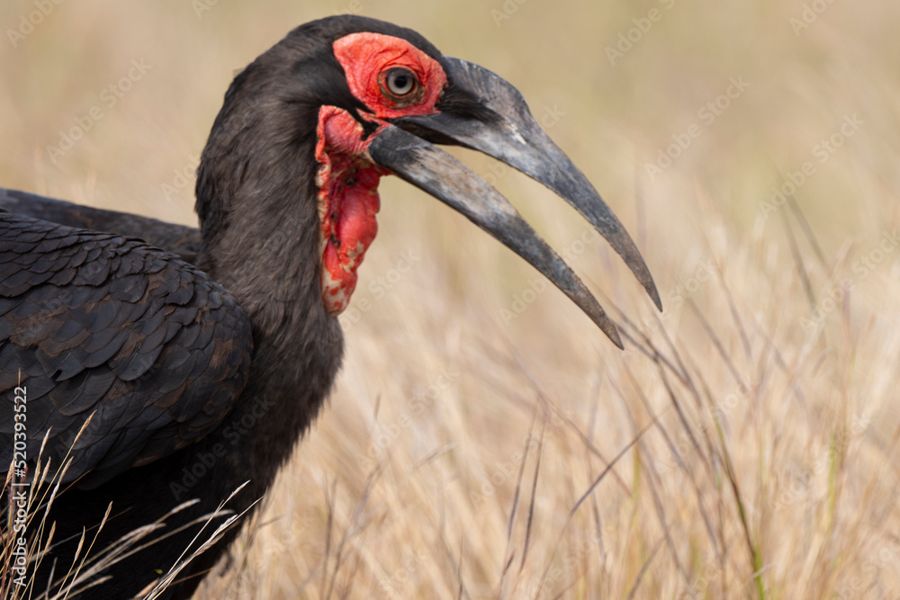 Bucorve du Sud, Grand calao terrestre, Bucorvus leadbeateri, Southern Ground Hornbill Bucorve du Sud, Grand calao terrestre, Bucorvus leadbeateri, Southern Ground Hornbill