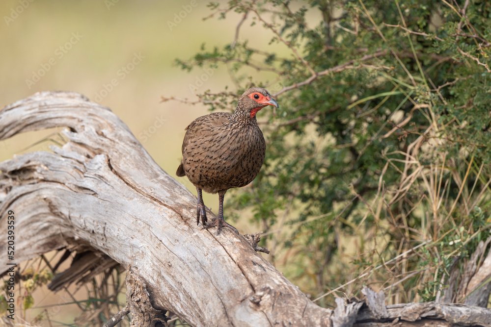 Francolin de Swainson,.Pternistis swainsonii , Swainson's Spurfowl Francolin de Swainson,.Pternistis swainsonii , Swainson's Spurfowl