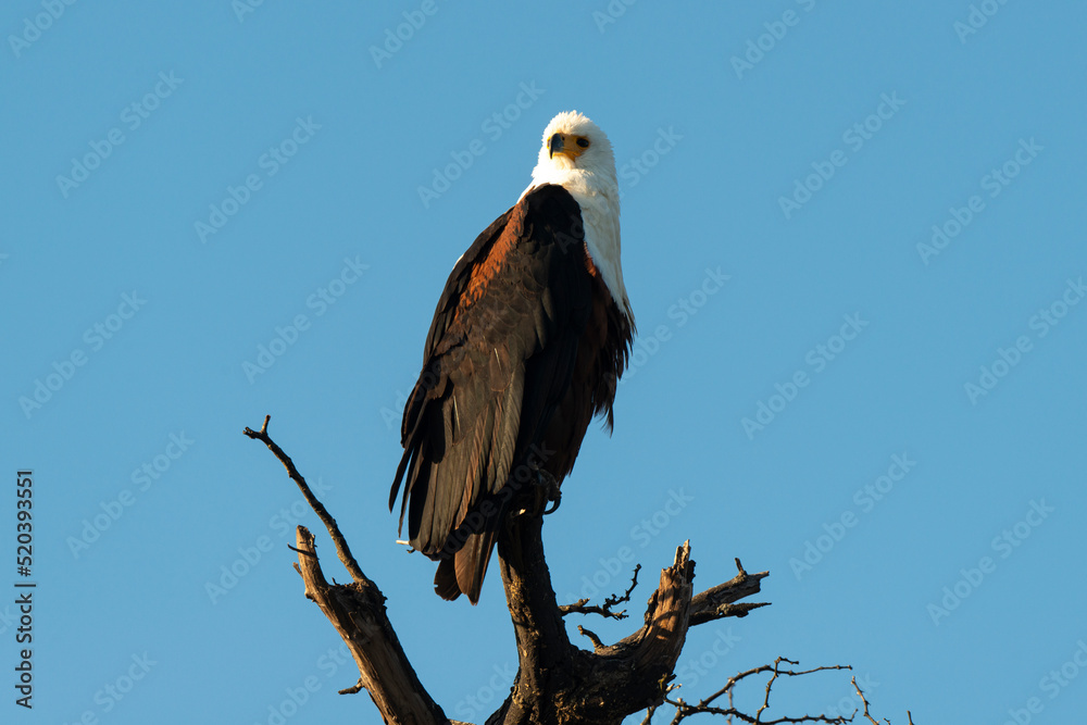 Pygargue vocifère, .Haliaeetus vocifer , African Fish Eagle, Parc national Kruger, Afrique du Sud Pygargue vocifère, .Haliaeetus vocifer , African Fish Eagle, Parc national Kruger, Afrique du Sud