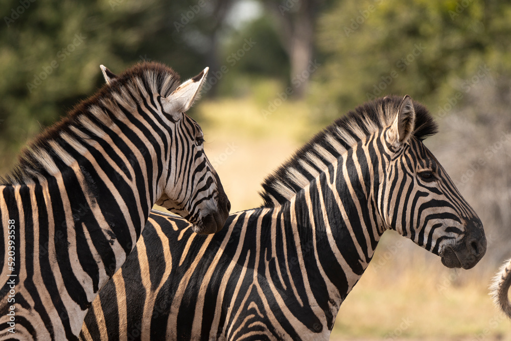 Zèbre de Burchell, Equus quagga, Parc national Marachele, Afrique du Sud Zèbre de Burchell, Equus quagga, Parc national Marachele, Afrique du Sud