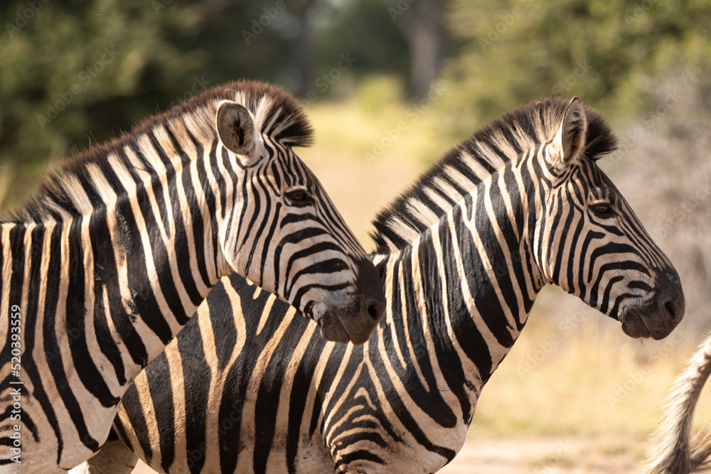 Zèbre de Burchell, Equus quagga, Parc national Marachele, Afrique du Sud Zèbre de Burchell, Equus quagga, Parc national Marachele, Afrique du Sud
