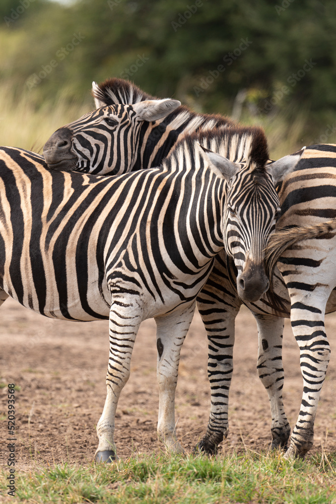 Zèbre de Burchell, Equus quagga, Parc national Marachele, Afrique du Sud Zèbre de Burchell, Equus quagga, Parc national Marachele, Afrique du Sud