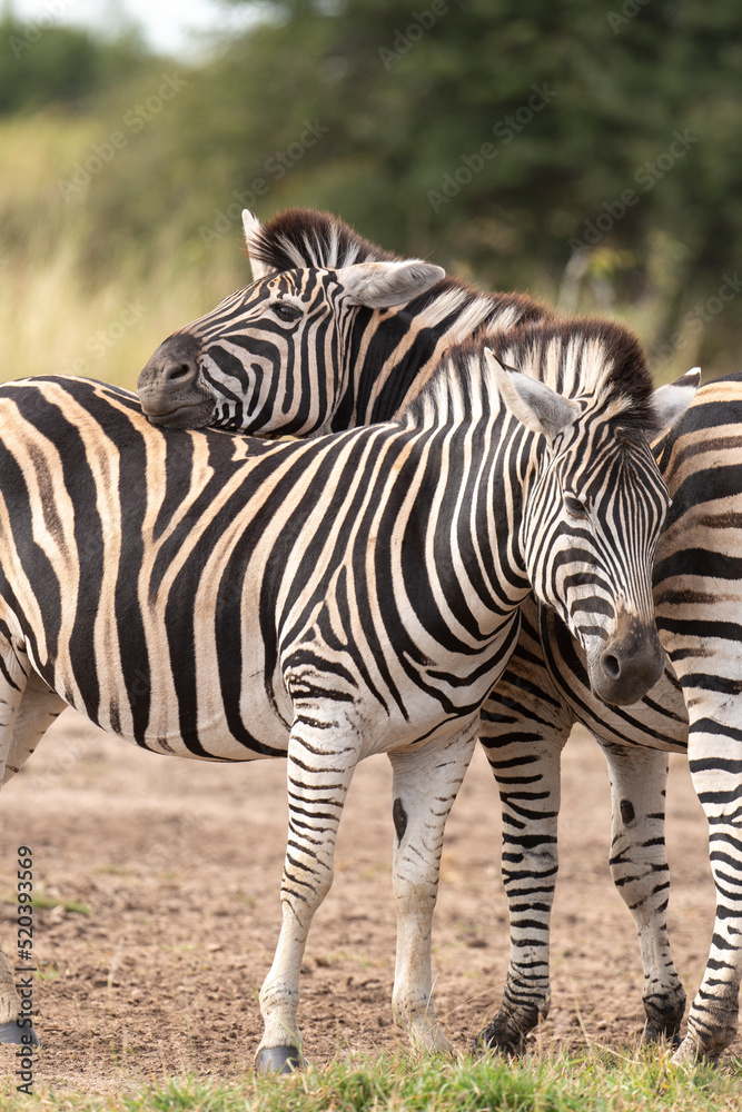 Zèbre de Burchell, Equus quagga, Parc national Marachele, Afrique du Sud Zèbre de Burchell, Equus quagga, Parc national Marachele, Afrique du Sud