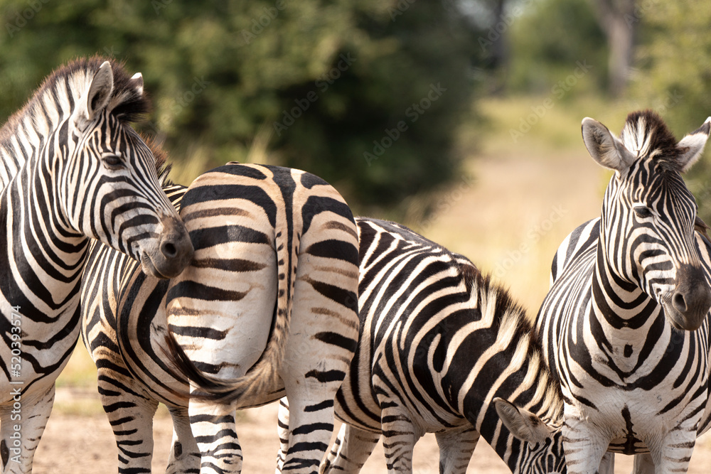 Zèbre de Burchell, Equus quagga, Parc national Marachele, Afrique du Sud Zèbre de Burchell, Equus quagga, Parc national Marachele, Afrique du Sud
