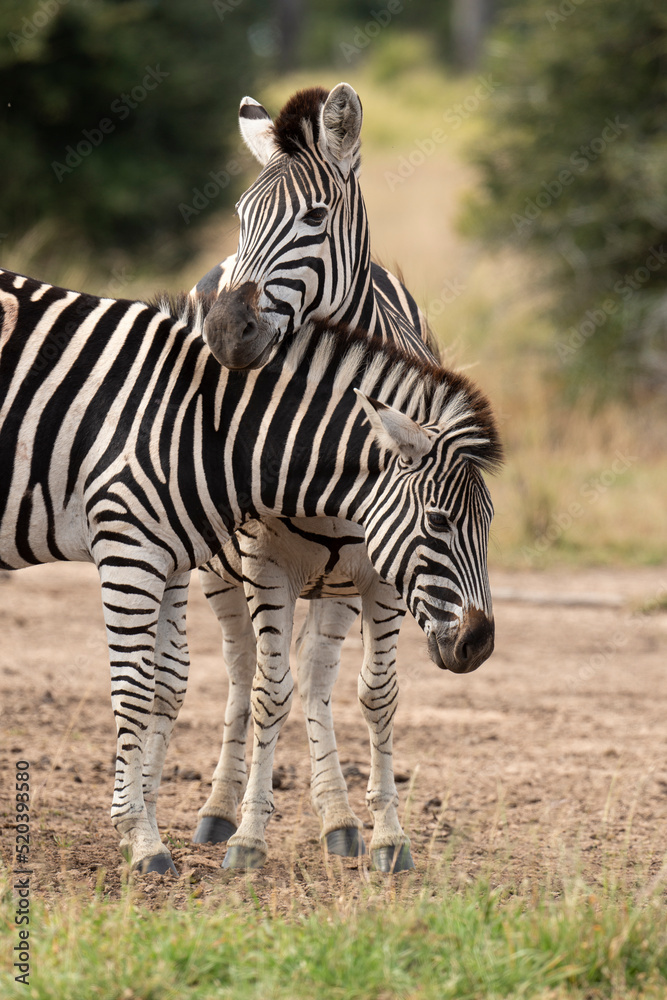 Fototapeta premium Zèbre de Burchell, Equus quagga, Parc national Marachele, Afrique du Sud
