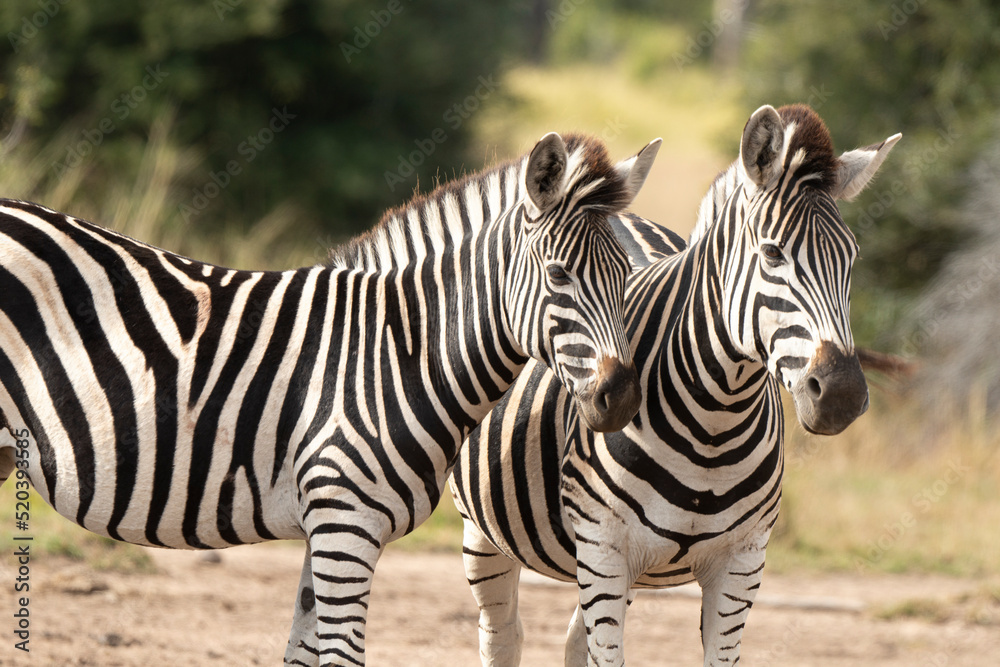Zèbre de Burchell, Equus quagga, Parc national Marachele, Afrique du Sud Zèbre de Burchell, Equus quagga, Parc national Marachele, Afrique du Sud