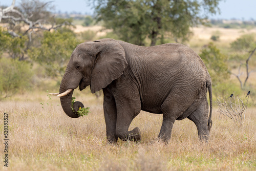   l  phant d Afrique  Loxodonta africana  Parc national Kruger  Afrique du Sud