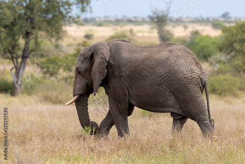   l  phant d Afrique  Loxodonta africana  Parc national Kruger  Afrique du Sud