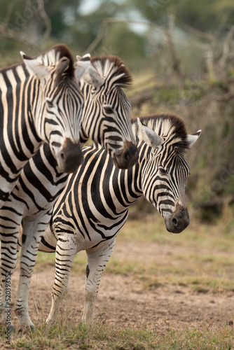 Zèbre de Burchell, Equus quagga, Parc national Marachele, Afrique du Sud