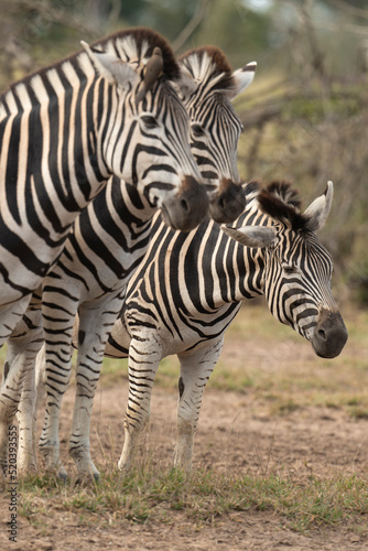 Z  bre de Burchell  Equus quagga  Parc national Marachele  Afrique du Sud