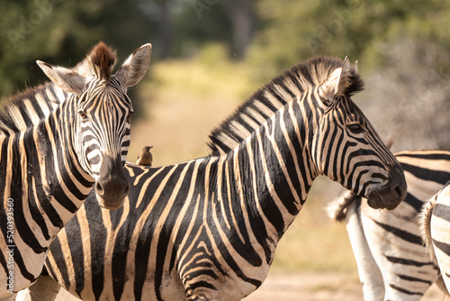 Zèbre de Burchell, Equus quagga, Parc national Marachele, Afrique du Sud