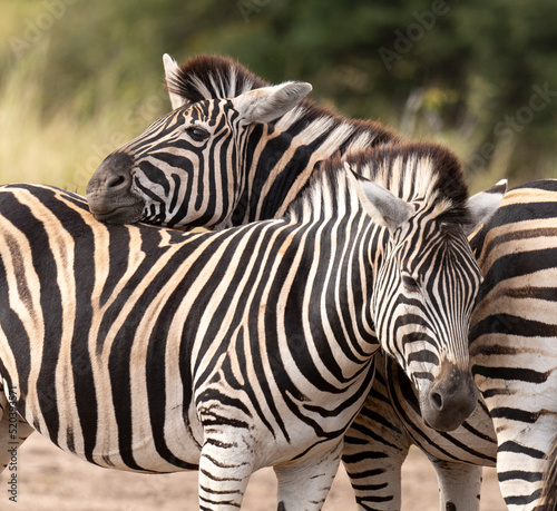 фотографія Zèbre de Burchell, Equus quagga, Parc national Marachele, Afrique du Sud