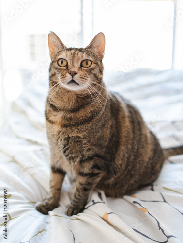 Wallpaper Mural Cat Torontodigital.ca