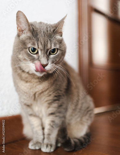 A hungy cat © Valeria