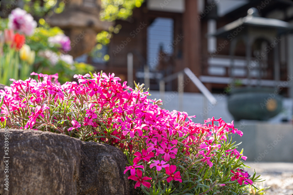 Naklejka premium 神社の花