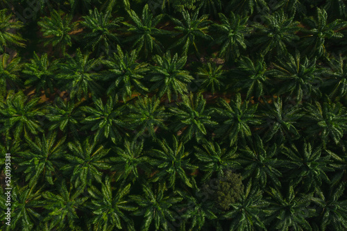 Aerial drone view of palm oil trees farm