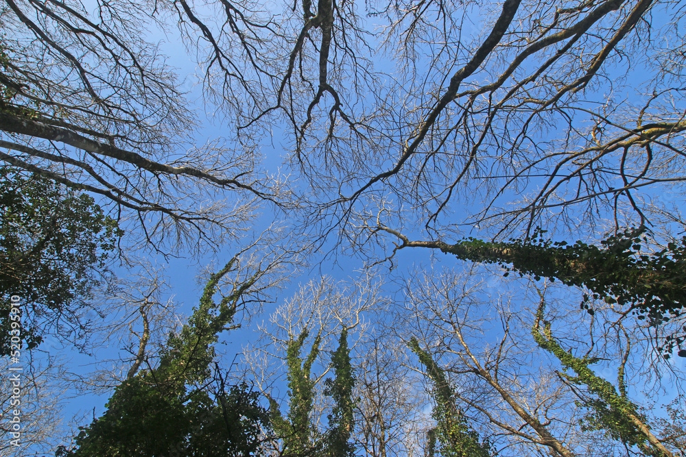 Looking up at trees in winter Looking up at trees in winter