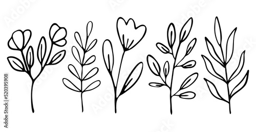 set of vector branches  herbs in Doodle style.hand-drawn illustration for packaging design