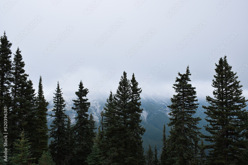 Tall pine trees with mountains in backgound