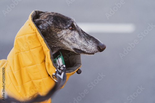 walk in winter