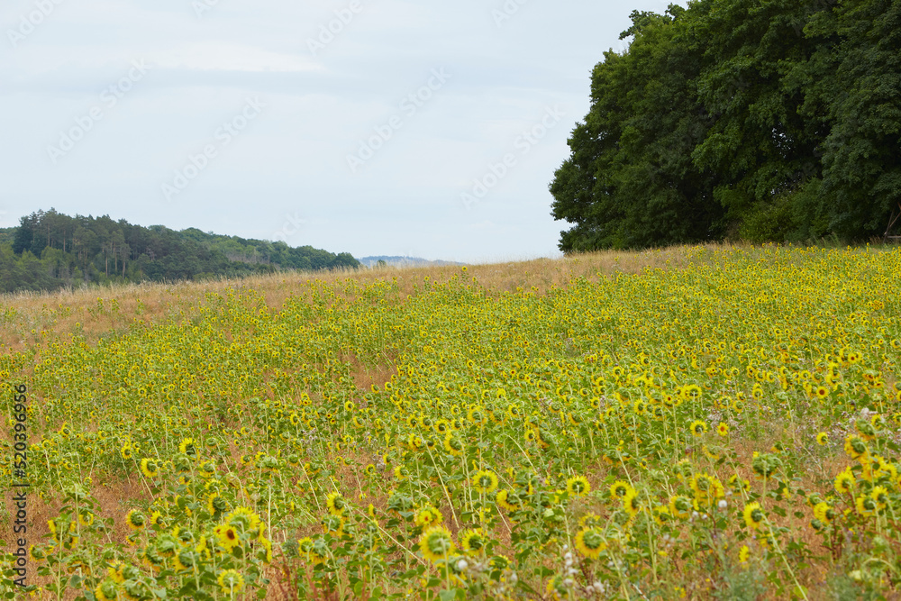 Sunflower field, trees in the background
