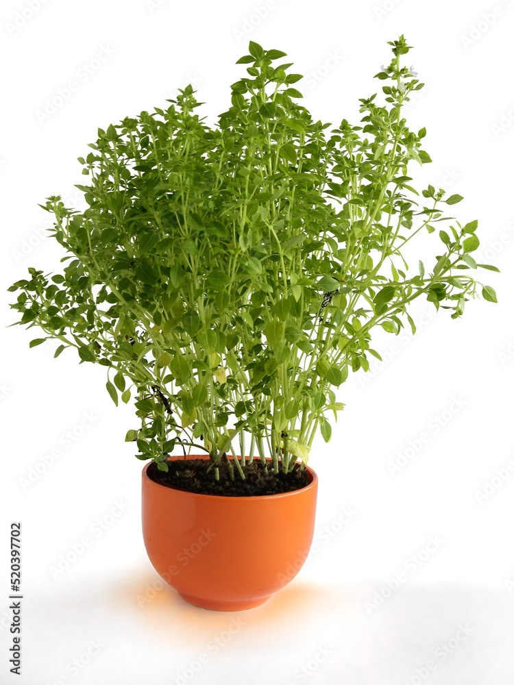 green basil plant in a pot as spice for cooking meals