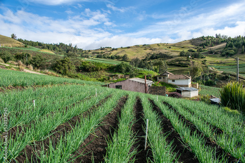 Casa campesina rodeada de cultivos de cebolla junca, criolla, papa y hortalizas , ubicada alrededor de la laguna de tota en Boyaca, colombia