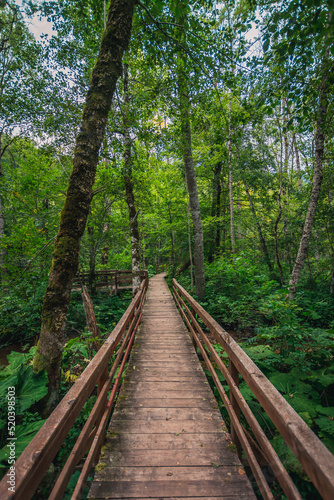 Winding forest wooden path walkway through wetlands, Biogradska Gora, Montenegro