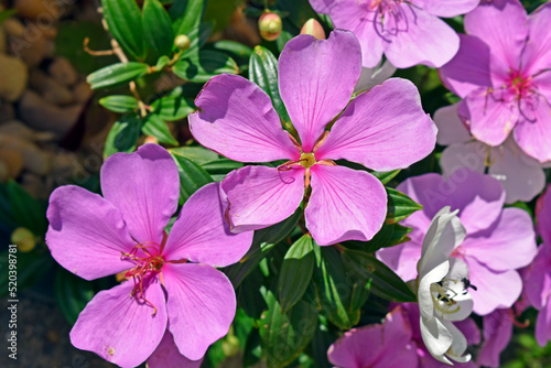 Silverleafed Princess flowers (Tibouchina mutabilis) on garden photo