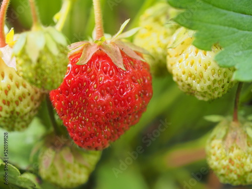 A red strawberry berry grows on a bush. Close-up.
