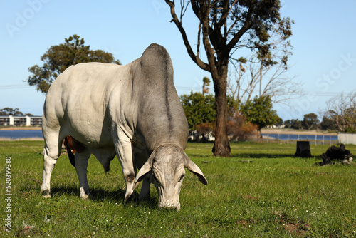 A Brahman bull facing the camera while grazing on a sunny day. photo