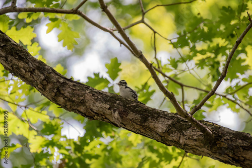 Downy Woodpecker © Neil