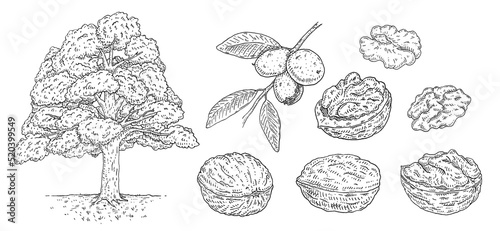 Set walnut. Branch with leaves and nuts. Vector vintage engraving