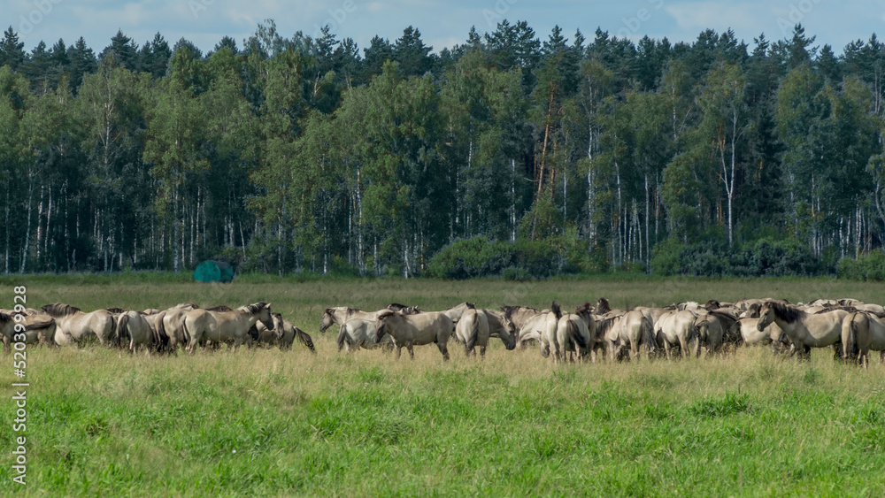Obraz premium Tarpan horses in nature. Wild horses. Wildlife and nature background. Herd of wild horses Tarpan on the pasture.