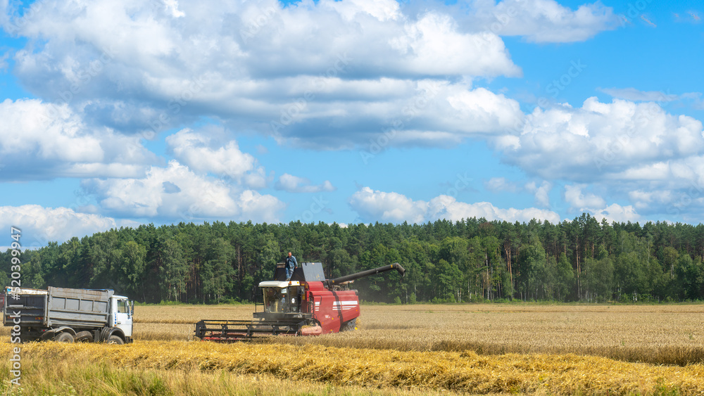 Fototapeta premium Combine harvester harvesting on the field. Harvesting wheat. Harvester machine working in field.