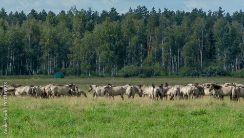 Tarpan horses in nature. Wild horses. Wildlife and nature background. Herd of wild horses Tarpan on the pasture.